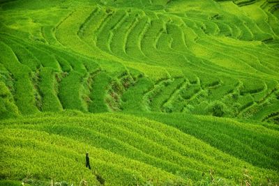 Durante il mio viaggio ho visitato il sa pa in vietnam è un luogo veramente tranquillo e bellissimo