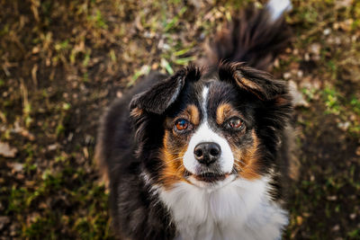 Close-up portrait of dog on field