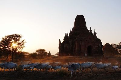 Cow herd passing by a buddhist temple by sunset in bagan , myanmar