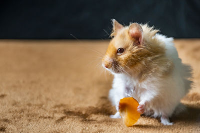 Close-up of a cat looking away