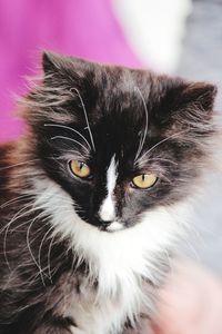 Close-up portrait of cat