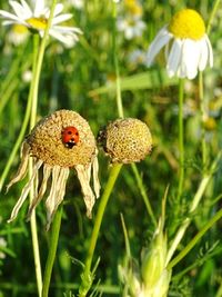 Close-up of butterfly on flower