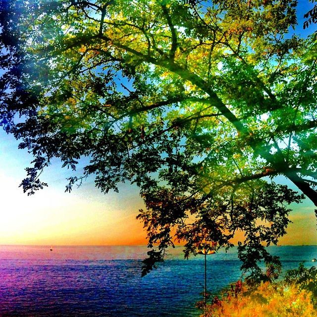 tree, tranquility, beauty in nature, tranquil scene, scenics, water, branch, nature, horizon over water, sea, growth, sunset, sky, idyllic, orange color, sunlight, no people, outdoors, leaf, tree trunk