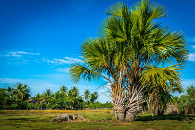 Scenic view of palm trees on field against sky