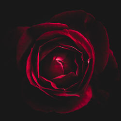 Close-up of red rose against black background