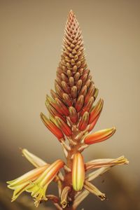 Close-up of yellow flower