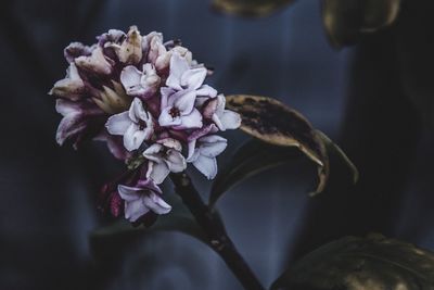 Close-up of pink flowers