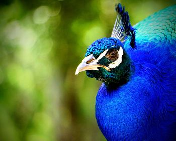 Close-up of a peacock