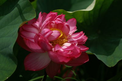 Close-up high angle view of flower and leaves