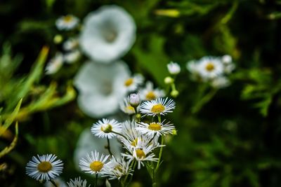 Close-up of white daisy flowers
