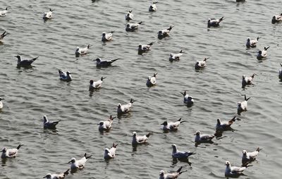 Flock of birds in water