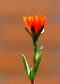 Close-up of orange flower