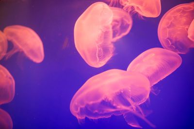 Close-up of jellyfish against blue background