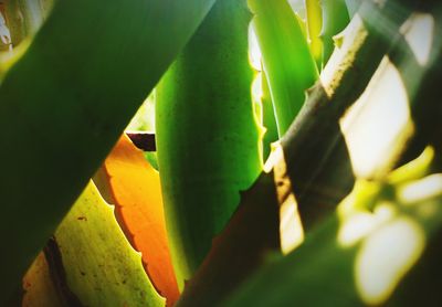 Close-up of cactus plant