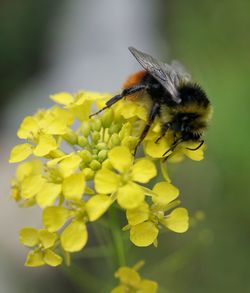 Close-up of bee on yellow flower