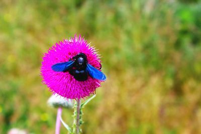 Close-up of insect on purple flower