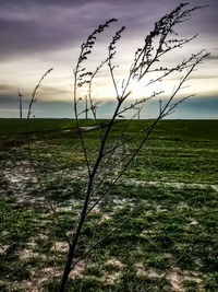 Scenic view of field against sky during sunset