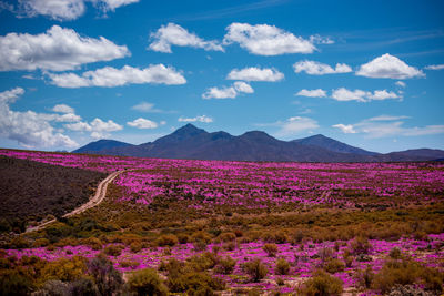 Wild flowers in the karoo 