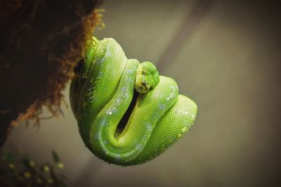 Close-up of wet green snake rolled on branch