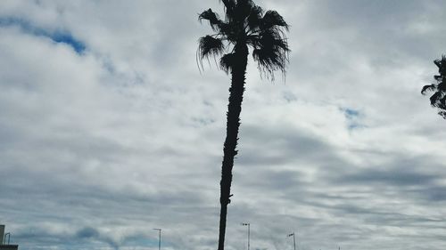 Low angle view of palm tree against sky