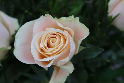 Close-up of white rose blooming outdoors