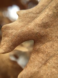 Close-up of dry leaf on tree