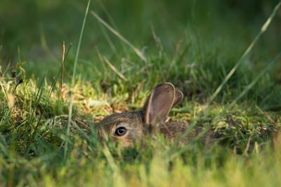 Wild rabbit on grassy field