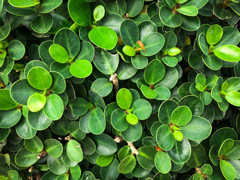 Full frame shot of green leaves