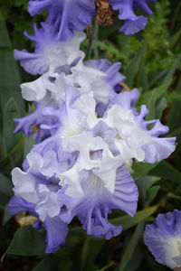 Purple flowers blooming in spring