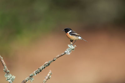 Close-up of bird perching on twig