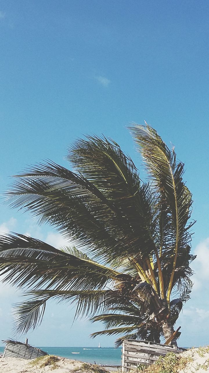 LOW ANGLE VIEW OF PALM TREE AGAINST CLEAR SKY