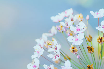 Low angle view of white flowering plant against clear sky