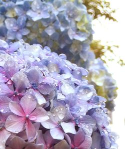 Close-up of flowers