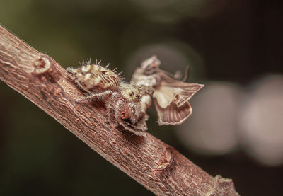 Close-up of insect on branch