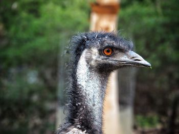 The head of an emu