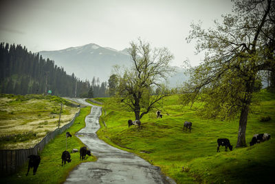 Scenic path landscape