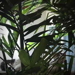 Close-up of fresh green plant