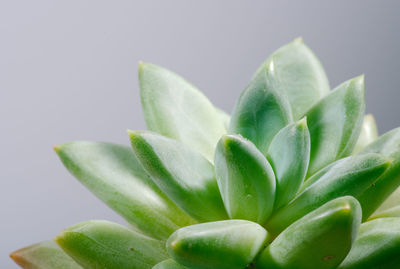 Close-up of succulent plant