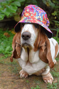 Close-up of dog wearing bucket hat 