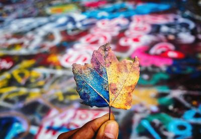 Close-up of hand holding maple leaves