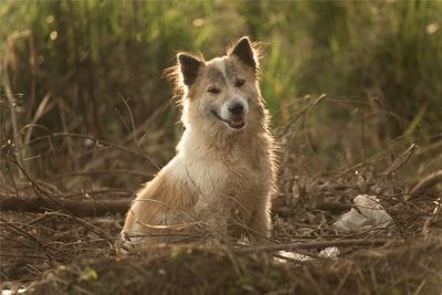 Portrait of dog on field