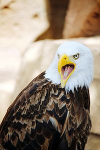 Close-up of two birds