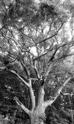 Low angle view of bare tree against sky