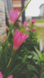 Close-up of pink flower blooming outdoors