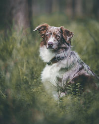 Dog lying on land