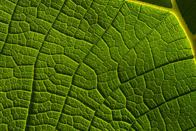 Full frame shot of leaf