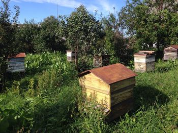 Trees on grassy field