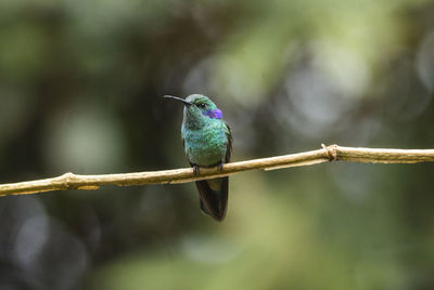 Close-up of bird perching on branch