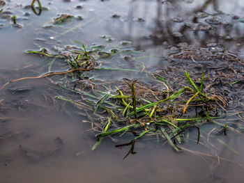 Close-up of plants in water