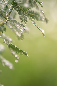 Close-up of water drops on leaf